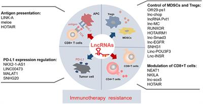 The Role of Long Non-coding RNAs in Immunotherapy Resistance